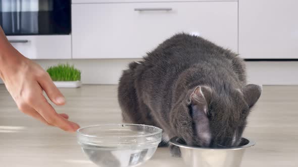 A Gray Cat in the Kitchen Eats Dry Food From a Bowl the Pet Owner Puts Fresh Water in a Glass Bowl