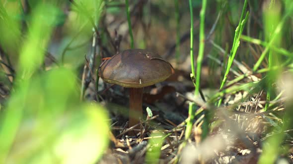 A Mushroom Picker Cuts a Mushroom with a Knife in the Forest