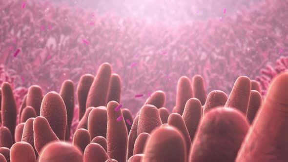 dead cells in the digestive tract.mov alt