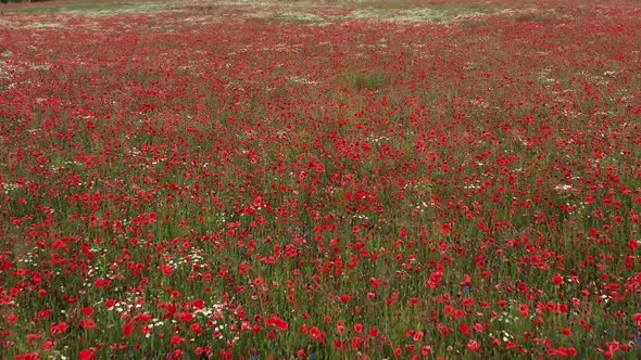 Summer Field of Red Blooming Poppies