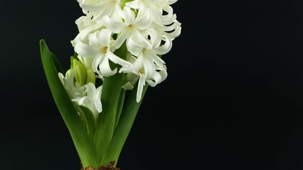 Rotation of a spring flower on a black background. White hyacinth flower rotates 360