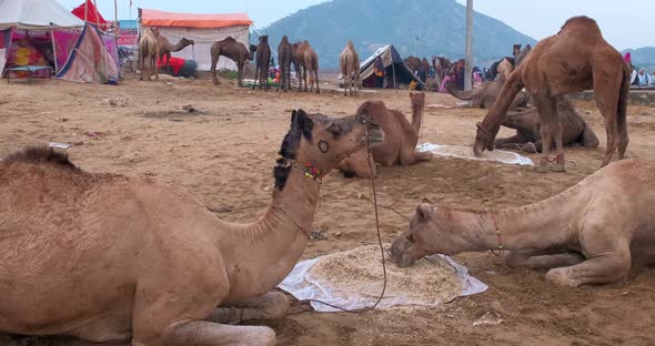 Camels at Pushkar Mela Camel Fair Festival in Field Eating Chewing