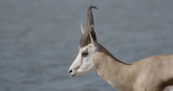 Male Springbok With Huge Horns