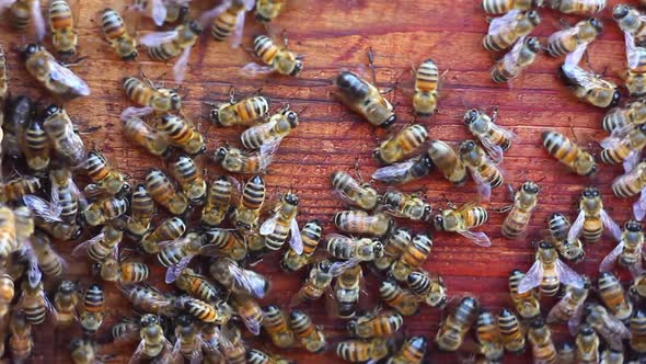Honey Bees Crawling on an Old Board Closeup