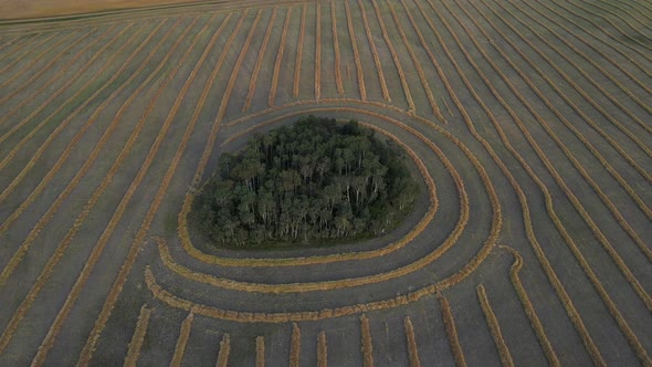 Aerial drone view flying towards an island of trees within a wheat field in Alberta, Canada.