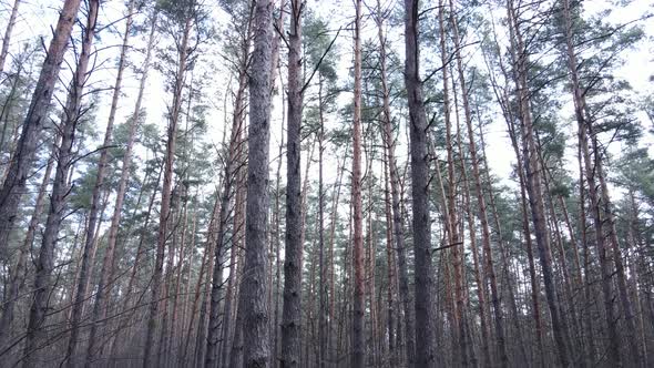 Trees in a Pine Forest During the Day Aerial View