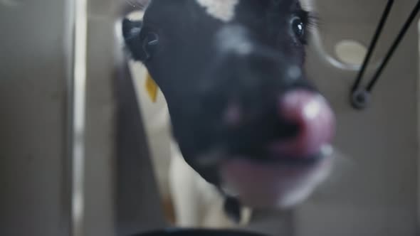 Small Newborn Cow Sniffing Camera Licking in Barn Close Up