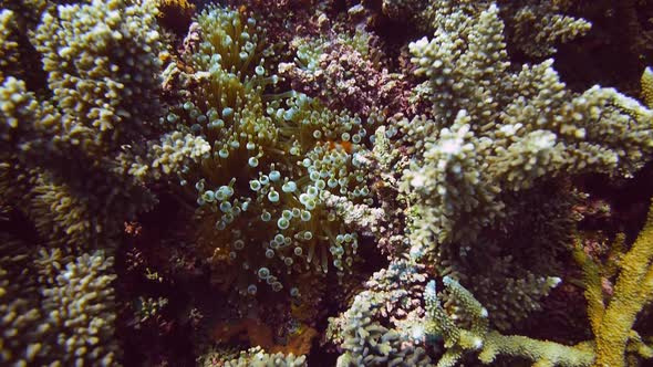 percula clownfish and bubble-tip anenome