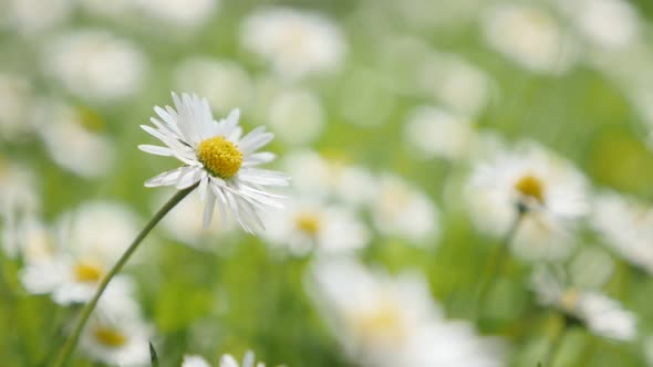 Spring background  white  common daisy in the grass shallow DOF slow-mo  1080p HD  video - Slow moti