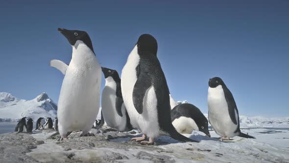 Antarctic Adelie Penguin Flock Play Closeup