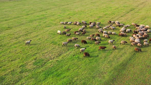 Aerial view of a farm with sheeps. Flock of sheep eat grass in the pasture. Lovely lambs.