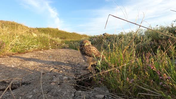 Little owl Athene noctua. The bird stands at its burrow