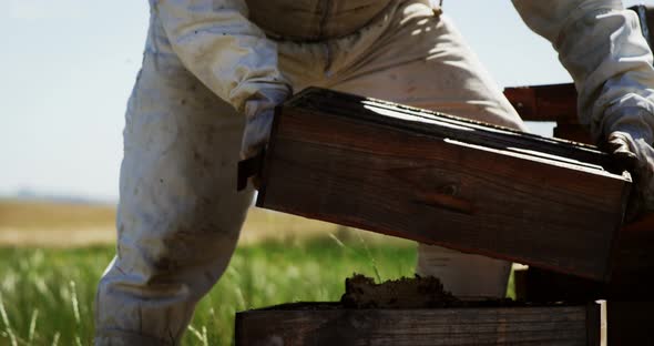 Beekeeper examining beehive