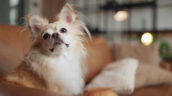 cute tongue out chihuahua smiling dog relax on sofa at living room