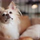 cute tongue out chihuahua smiling dog relax on sofa at living room - VideoHive Item for Sale