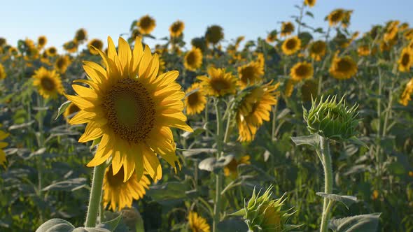 Sunflowers In Green Nature 18