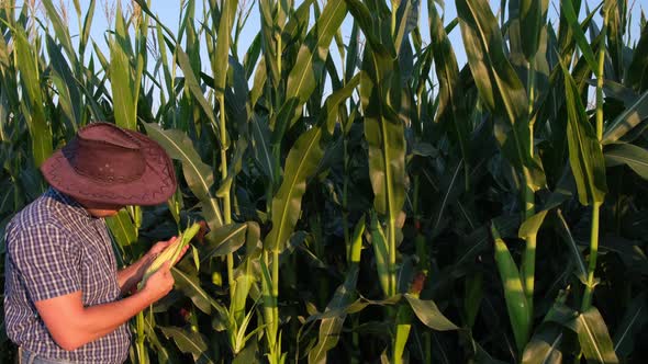 A Young Agronomist Inspects the Corn Crop Against the Backdrop of a Corn Field