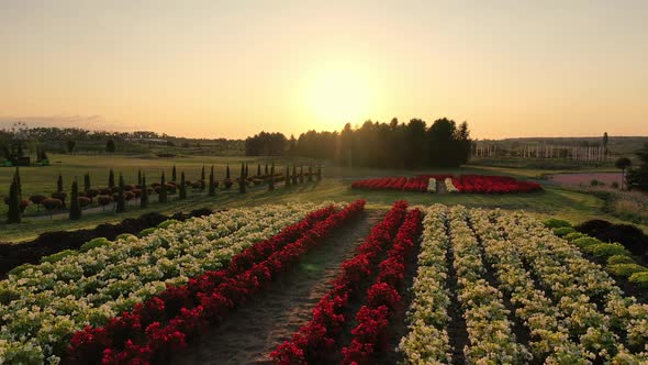 Scenic Landscape of Beautiful Summer Park Dobropark at Sunrise Motyzhyn Ukraine