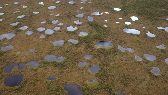 Flying Over Wild Nature with Huge Swamp at Sunny Summer Day