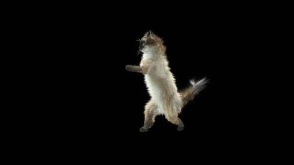 Cat Dancing HD