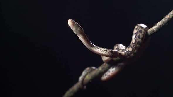Water Python Snake or Brown Water Python
