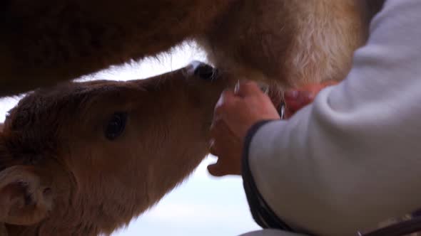 Closeup of a Calf Which Drinks Milk From the Udder Milkmaid Milks the Milk