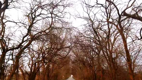 A drive down a country road with overhanging trees during the winter.  There are very few leaves on