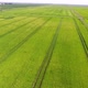 Aerial Shot of a Horizonless Green Agriculture Area on a Sunny Day in Summer   - VideoHive Item for Sale