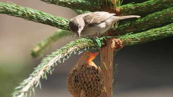 House sparrow came on pine branch and peck feed from the trough