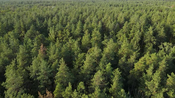 Trees in the Forest Aerial View, Slow Motion