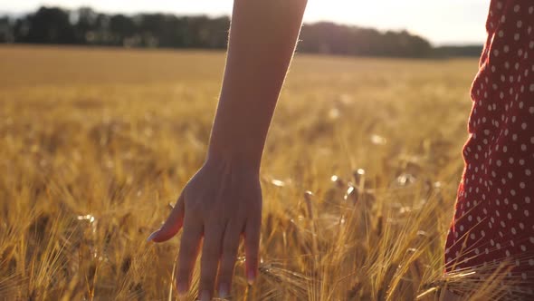 Female Hand Moving Over Ripe Wheat Growing on the Meadow with Sunlight at Background