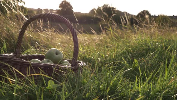 Basket of ripe green apples in summer meadow wide panning shot