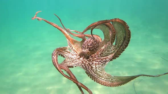 One wild octopus swimming in super slow motion underwater