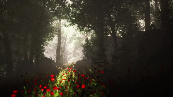 Summer Fog in the Forest alt