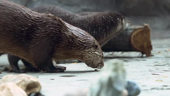 Two River Otters wandering for food