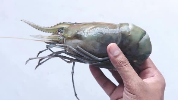 Close Up of Hand Hold a King Prawn Isolated on White