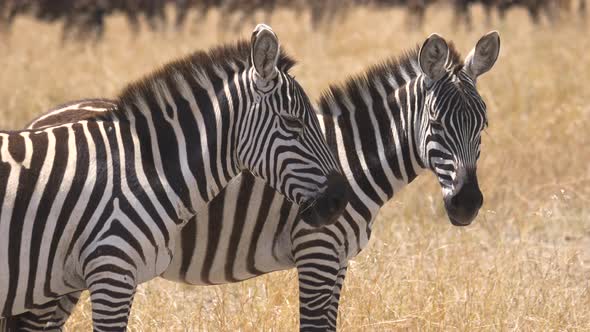 Close up of two zebras