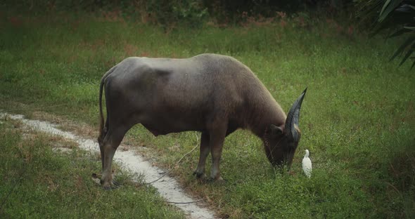 Buffalo eating grass in field with white egrets walking around