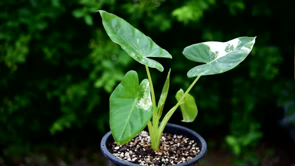 Closeup to little fresh Alocasia macrorrhizos