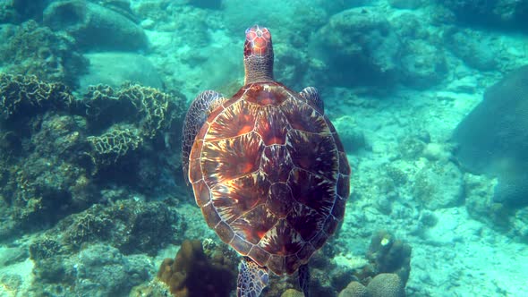 Hawksbill Sea Turtle Slowly Swimming in Blue Water Through Sunlight Try to Find Food on Coral Reef