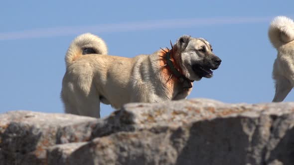 Shepherd Dog in Turkey Meadows