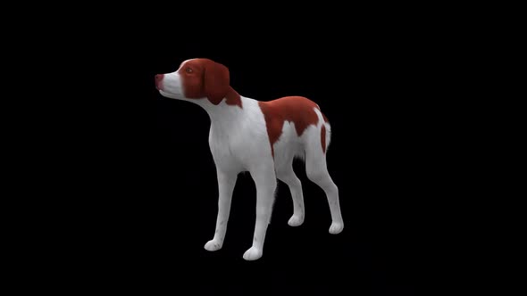 Brittany Dog Bark Front Side View alt