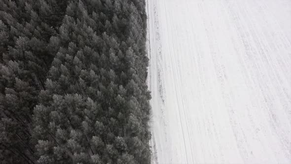 Winter Snowy Forest, Aerial View