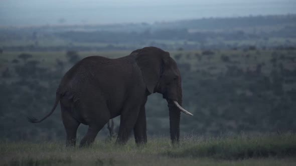 Landscape view of a elephant walking in the Kenyan savannah, Africa, on a moody day