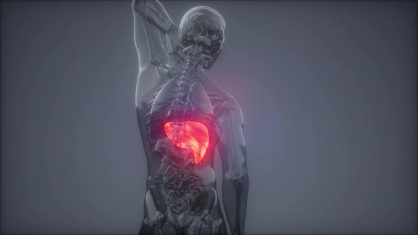 Human Liver Radiology Exam alt