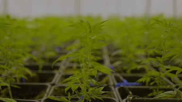 Slow Dolly in of small cannabis plant gently moving in the wind in nursery