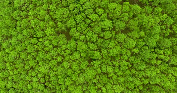 Top View of Pine Trees Forest