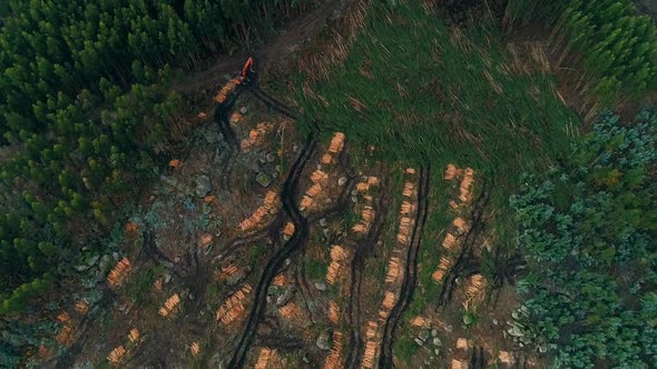 Deforestation in rural area, empty forest concept