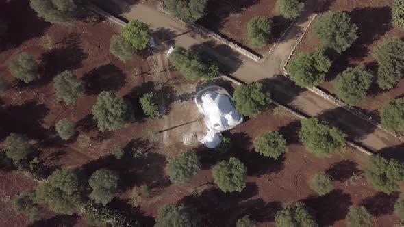 Aerial view olive trees grove, red soil, trullo trulli  italian white stone house Puglia South Italy