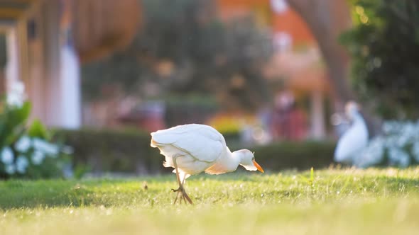 White Cattle Egret Wild Bird Also Known As Bubulcus Ibis Walking on Green Lawn at Hotel Yard in